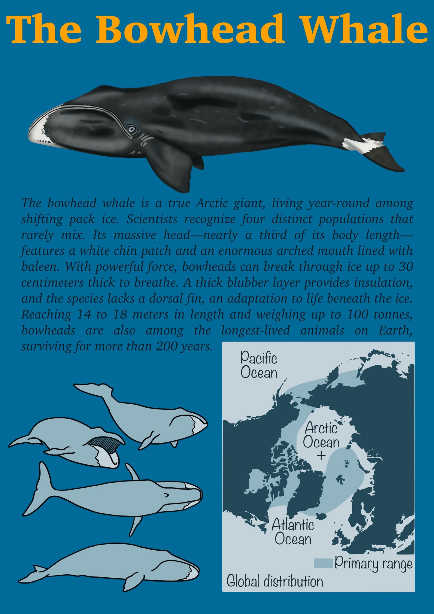 CURRENT life at the ends of the earth. Issue 1 Dec (digital download)